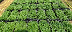 509418969 30018370264444397 2961698636735001158 n 1 - Fleurs CBD