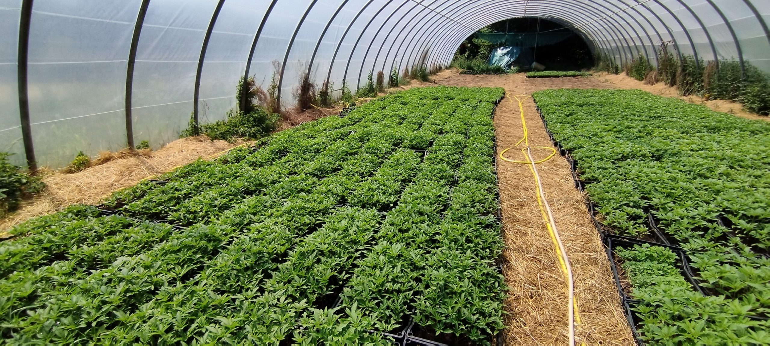Un peu plus de trois hectares et 25000 plants repiqués en 3 jours 1 - Fleurs CBD 509428432 30018369264444497 3081154302712003556 n scaled - Fleurs CBD