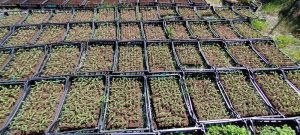 510534280 30018370764444347 37470516552661020 n 1 - Fleurs CBD