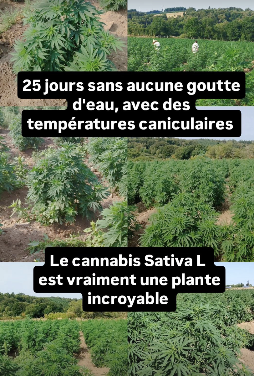 Screenshot 2025 08 18 at 14.16.06 - Fleurs CBD