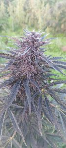 557608561 31632984902982917 4821425019171887691 n - Fleurs CBD