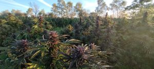 557634391 31632982836316457 6616509697105340509 n - Fleurs CBD