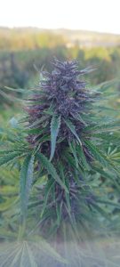 557636517 31632982276316513 7496983319056943399 n - Fleurs CBD