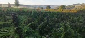 558018861 31632985929649481 4889159913058894037 n - Fleurs CBD