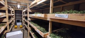 558171822 31680252844922789 2330774146131896240 n - Fleurs CBD