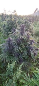 558885893 31632985406316200 903012836539738348 n - Fleurs CBD