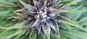 559139464 31632981742983233 1137432867323433137 n - Fleurs CBD