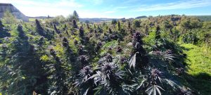 559317530 31680253834922690 2135979766127901688 n - Fleurs CBD