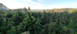 560484926 31632983612983046 4717408120411155671 n 1 - Fleurs CBD