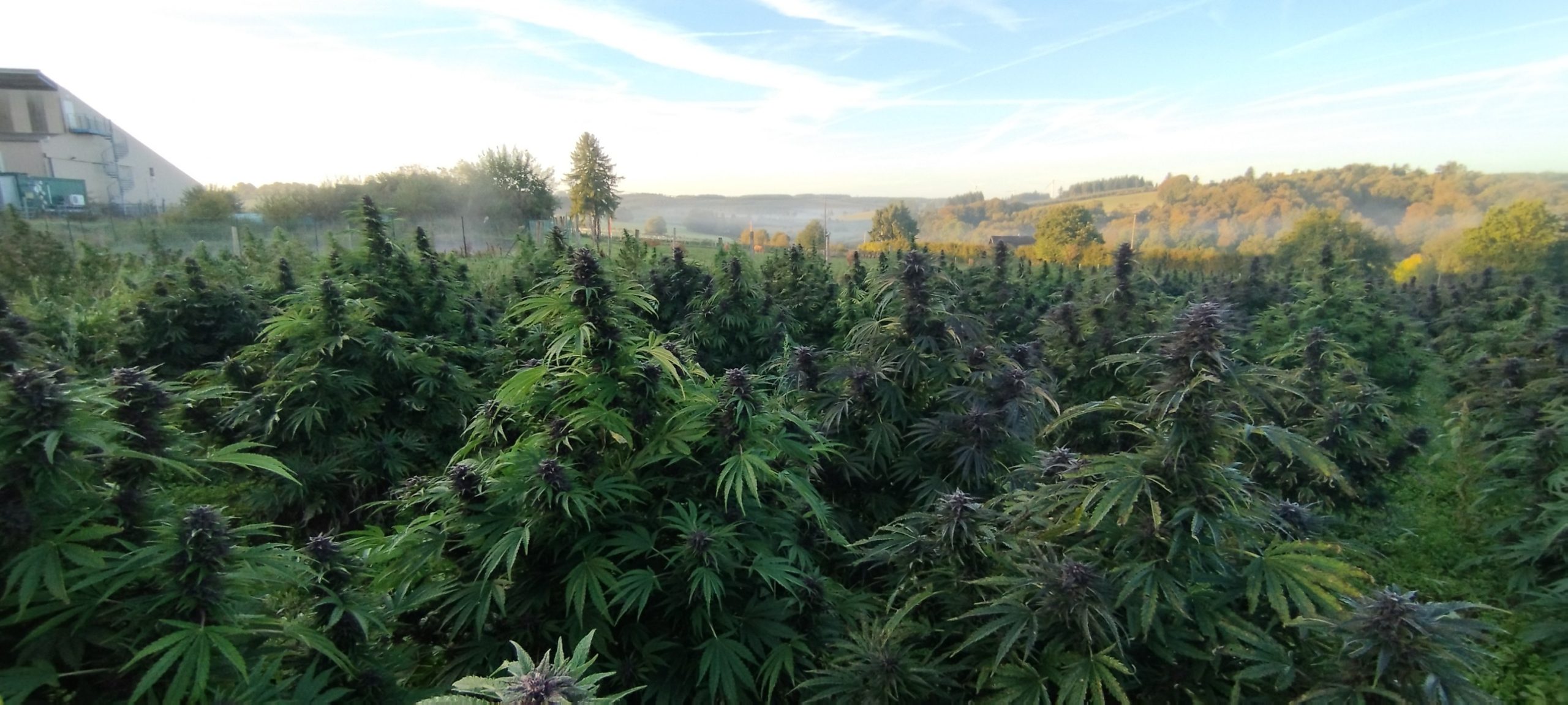 560484926 31632983612983046 4717408120411155671 n scaled - Fleurs CBD