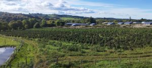 561280714 31680254941589246 3615232577745009915 n - Fleurs CBD