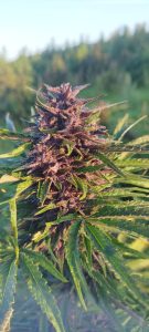 561293498 31632984192982988 1974208470736277796 n - Fleurs CBD