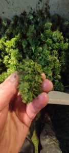 568723584 31934551189492952 3104840176856635904 n - Fleurs CBD