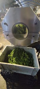 568770756 31934552182826186 6986083795009001215 n - Fleurs CBD