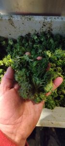 569407911 31934551766159561 3822297238744975442 n - Fleurs CBD