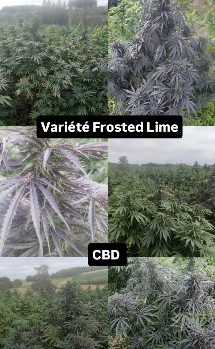 Screenshot 2025 11 10 at 09.29.44 - Fleurs CBD