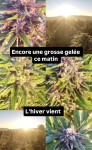 Screenshot 2025 11 10 at 13.02.03 - Fleurs CBD