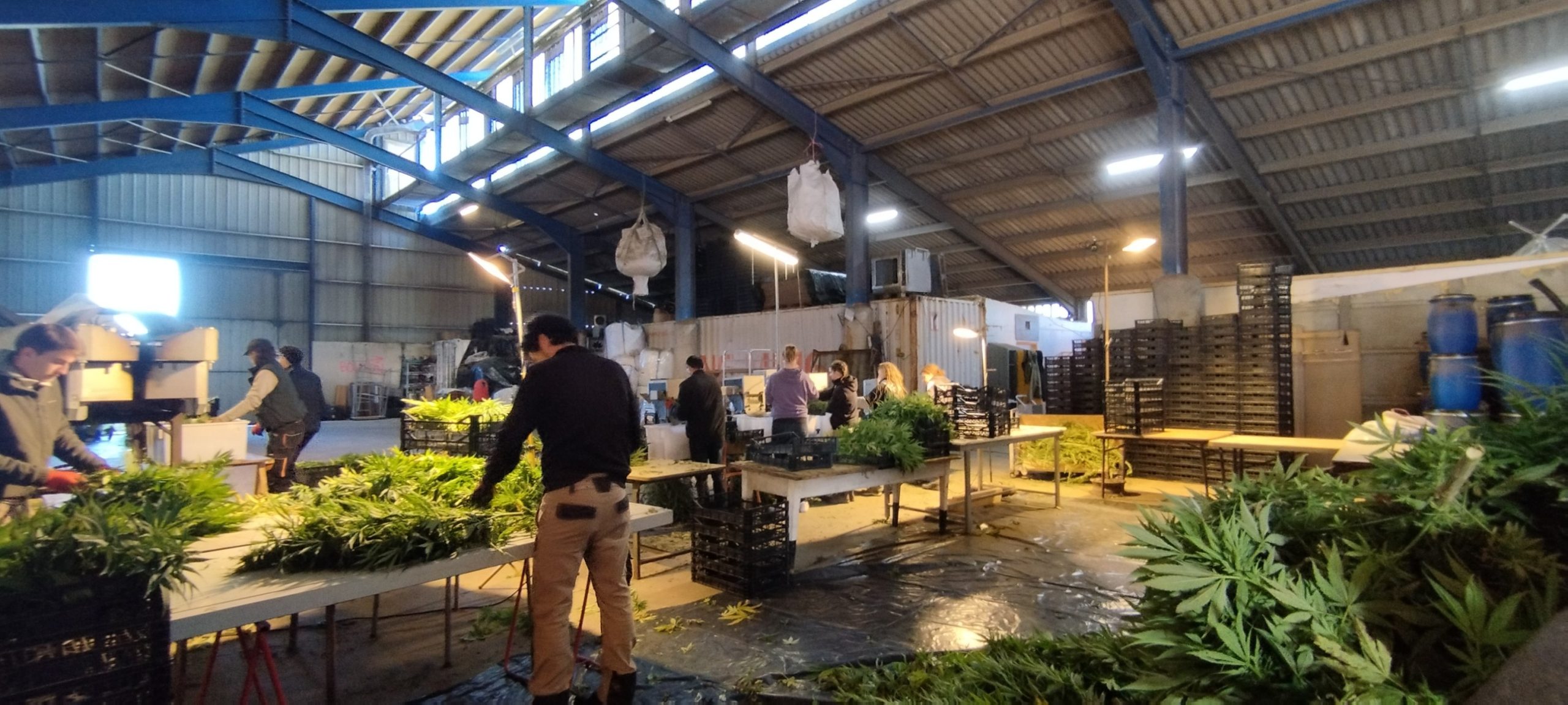 558959943 31680252058256201 6512615516667494629 n scaled - Fleurs CBD